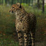 Cheetah stock 04