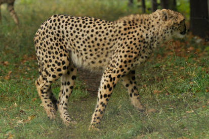 Cheetah stock 08