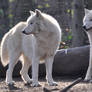 Schoenbrunn Wolves March 2
