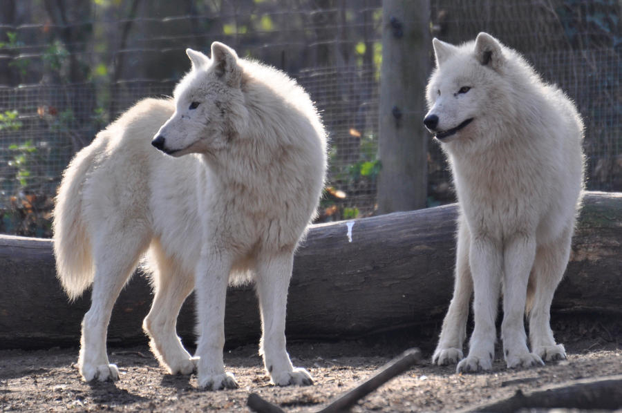 Schoenbrunn Wolves March 2