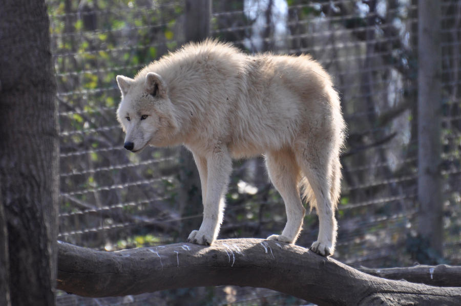 Schoenbrunn Wolves March 3 by windfuchs