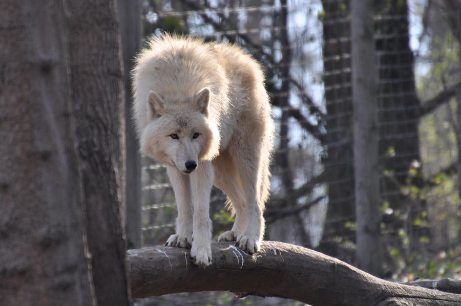 Schoenbrunn Wolves March 4 by windfuchs