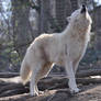 Schoenbrunn Wolves March 5