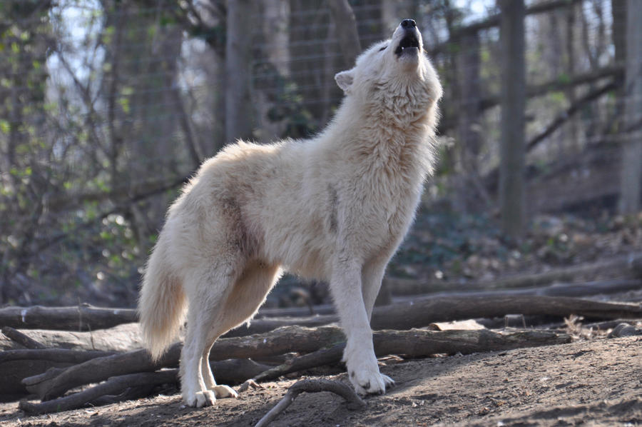 Schoenbrunn Wolves March 5 by windfuchs