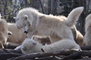 Schoenbrunn Wolves March 7