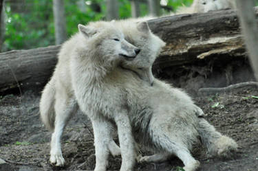 Cuddling Wolves Stock