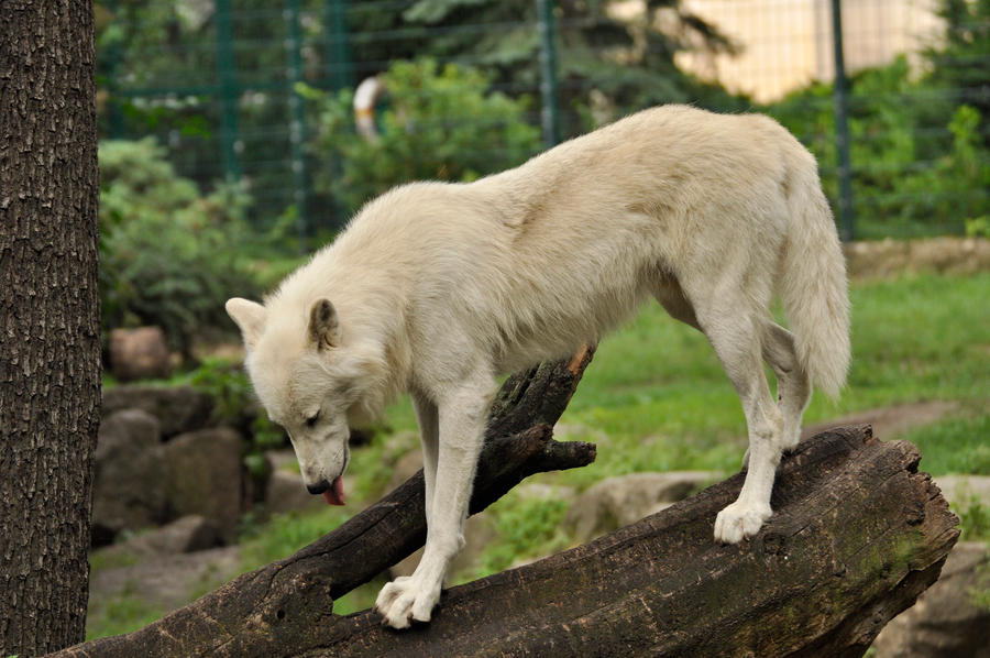 2013 August: Wolves in Berlin 10