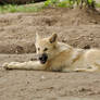 2013 August: Wolves in Berlin 36