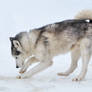 Sled Dogs / Huskies 2