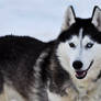 Sled Dogs / Huskies 5