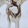 Sled Dogs / Huskies 7