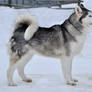 Sled Dogs / Huskies 11