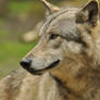 Lueneburger Heide Wolves 8
