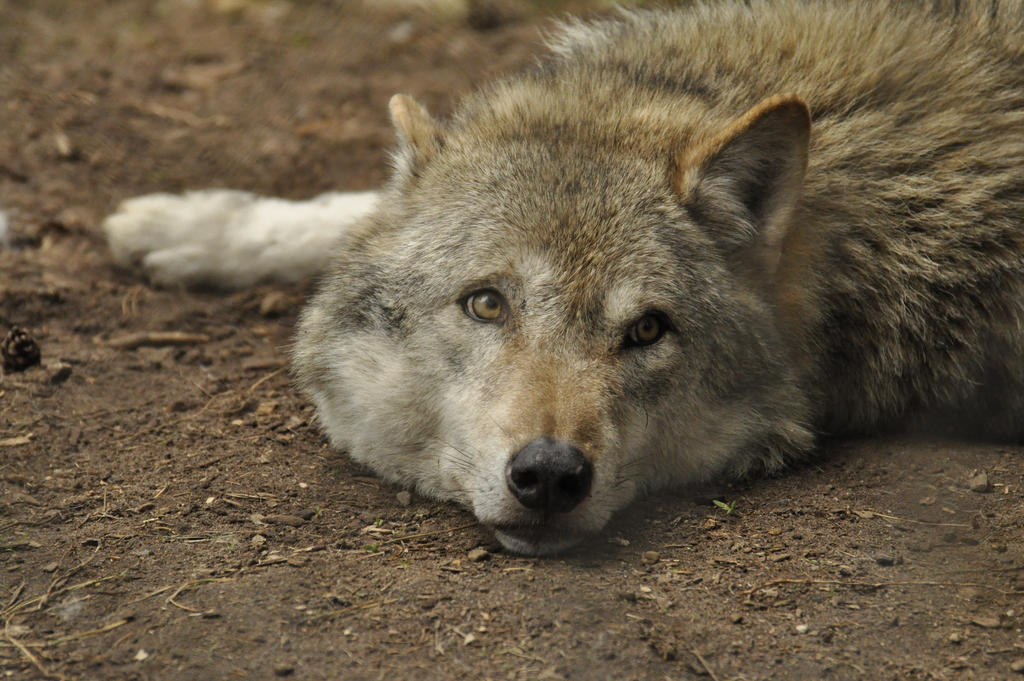 Lueneburger Heide squirrels 11