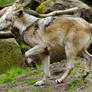 Lueneburger Heide Wolves 14