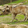 Lueneburger Heide Wolves 19