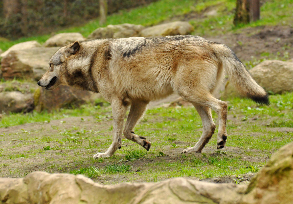 Lueneburger Heide Wolves 19 by windfuchs on DeviantArt
