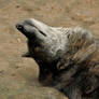 Lueneburger Heide Wolves 21