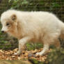 Lueneburger Heide Arctic Foxes 05