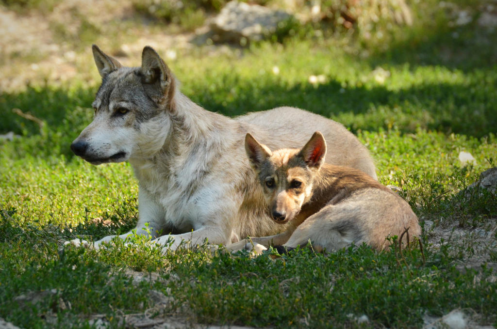 Bad Mergentheim 19 - Wolf With Puppy by windfuchs