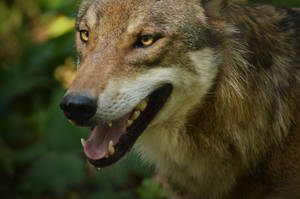 Alte Fasanerie 10 - Happy Wolf Portrait