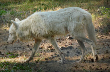 Alte Fasanerie 09 - Arctic Wolf