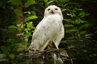 Olderdissen 01 - Snowy Owl