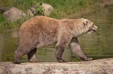 Osnabrueck 06 - Grolar Bear