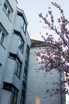 houses and trees and sunlight