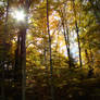 Autumn trees on the hill