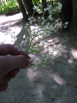 New England Bamboo Flowers