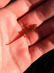 Baby Salamander!