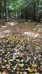 Pathway Lit by Noontime Autumn