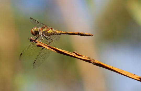 Photogenic dragonfly