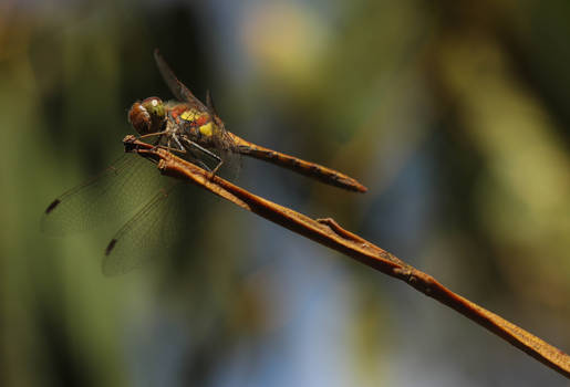 Hanging around