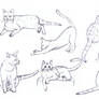 Cat sketches 01