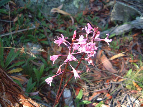 Orchid - Tallaganda