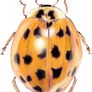 ladybug