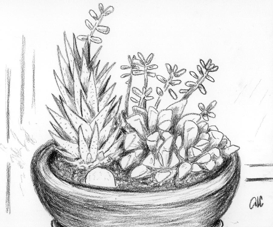 succulents