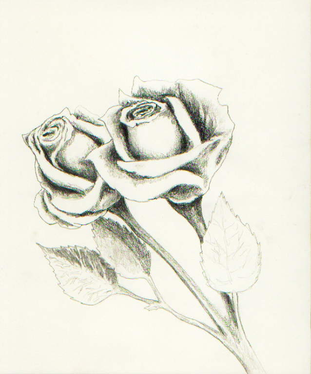 Two Roses Drawing Pencil two roses by acasas on DeviantArt