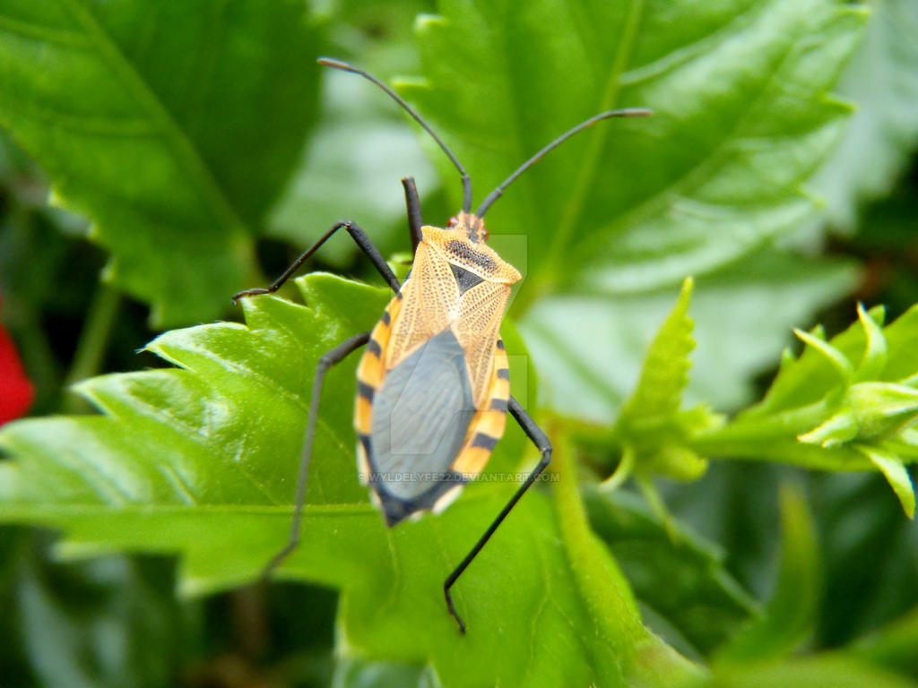 Tiger Shield Bug by WyldeLyfe22 on DeviantArt