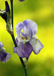 Purple Iris