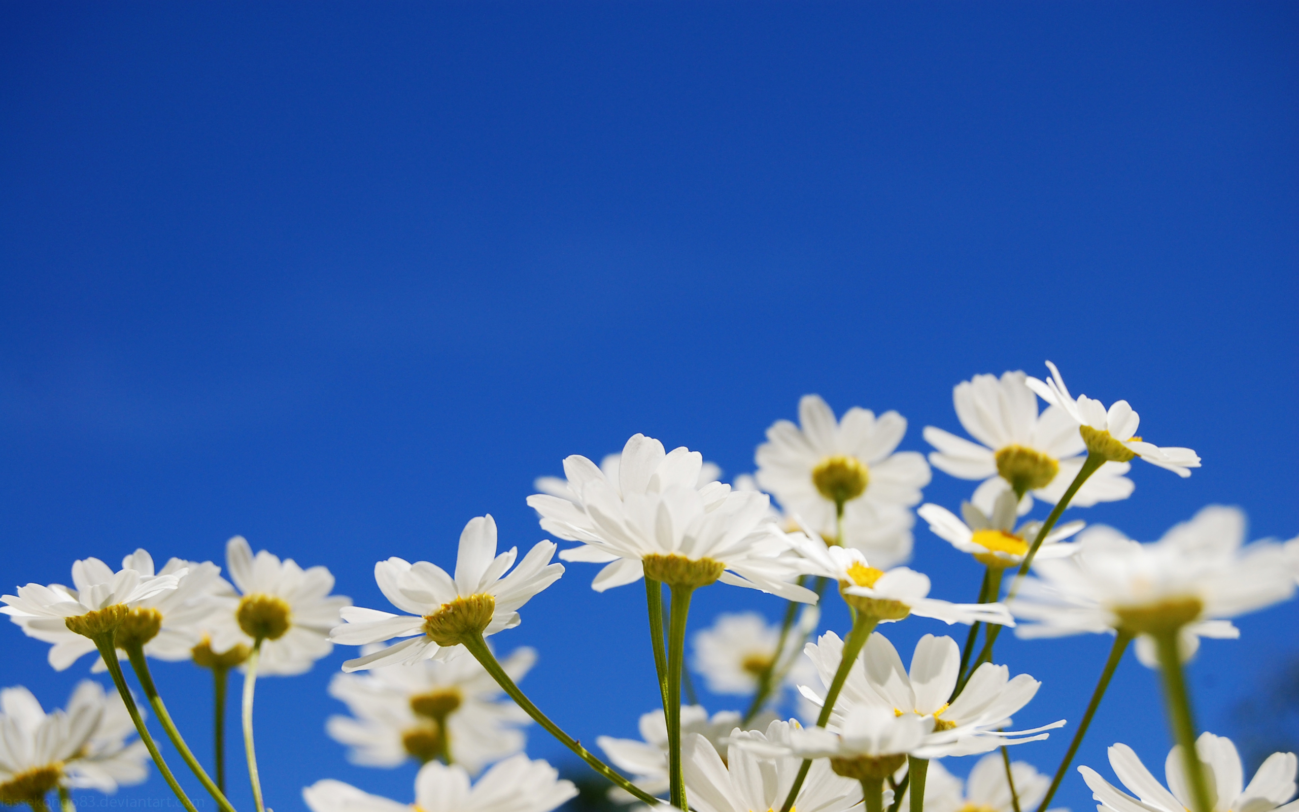 It's a sky flower thing