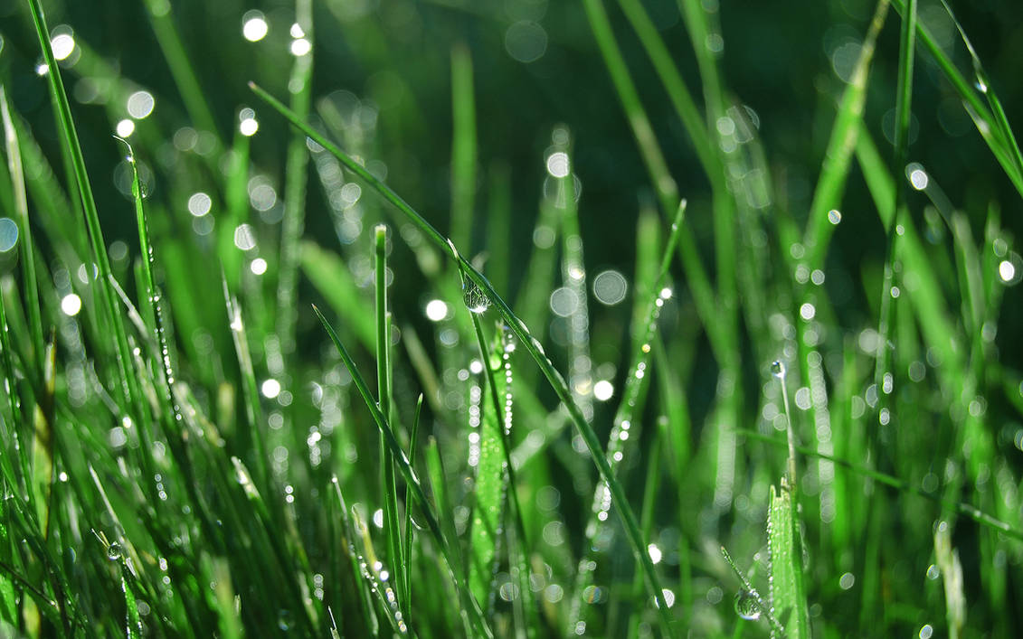 Росы дорогие. Роса на траве. Зеленая трава. Мокрая трава. Травинка с росой.