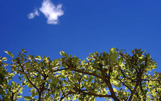 Tree sky and cloud