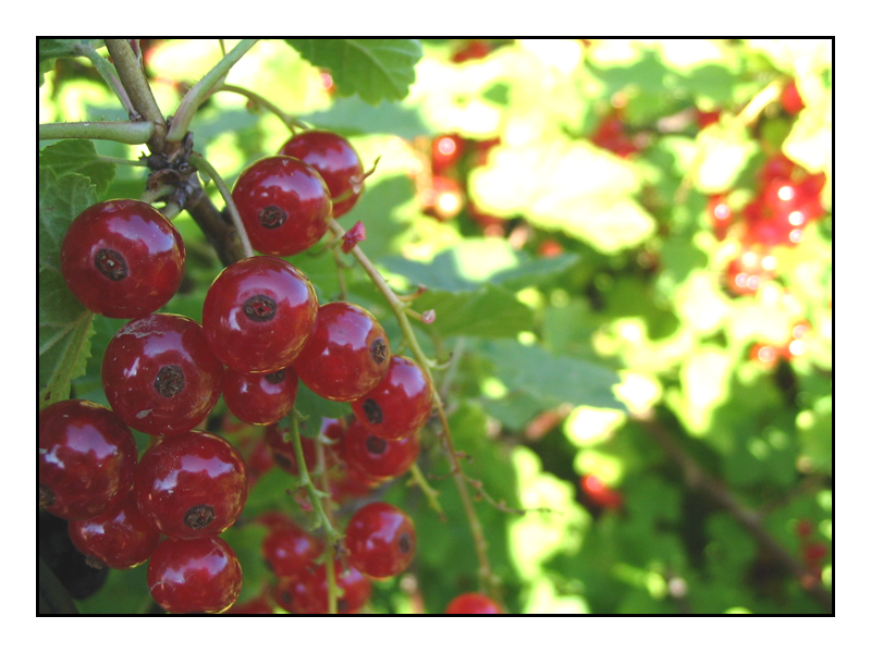 Redcurrants