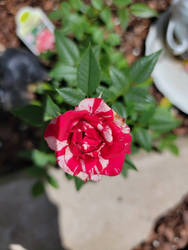 Rose's first bloom of spring. 