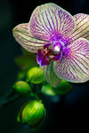 Orchid being nurturing by ashapiro515