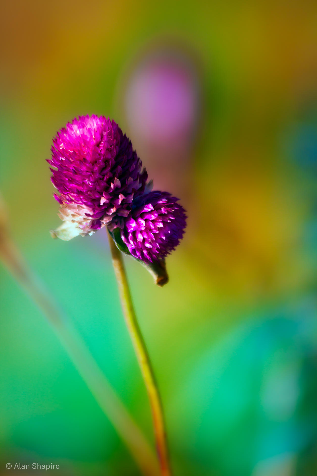 Gomphrena and bokeh