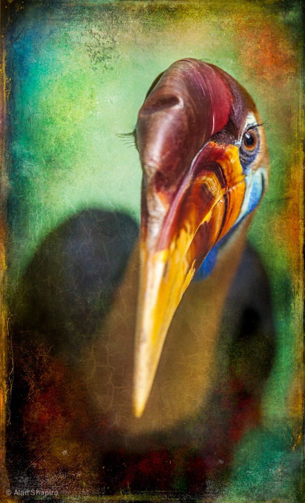 Finer Feathered Friends- Red knobbed Hornbill